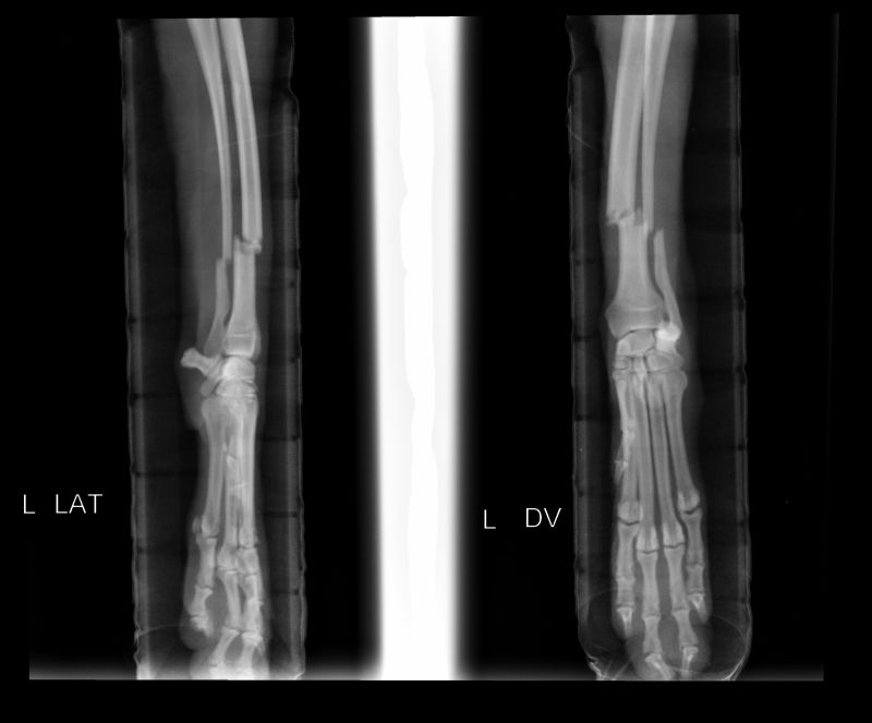 dog-fracture1
