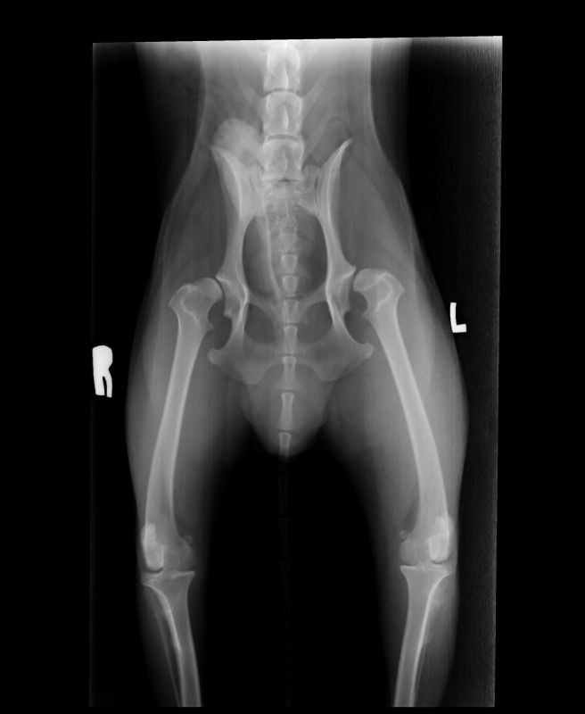 hip-dysplasia